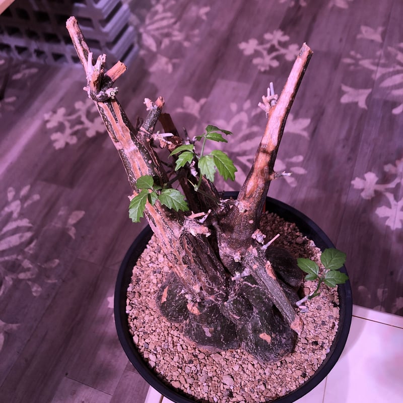momordica rostrata《L L size》※株元も太く‼︎枝も木質化した樹形の