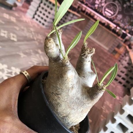packypodium  inopinatum《S size》