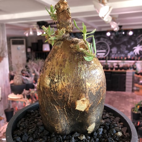 pachypodium  bispinosum《L size》※現地球発根後店主国内管理7年株※大株且つwildな味深きエグれに両A面なぼってり樹形※mad black bowl pot植え