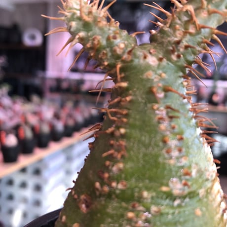 packypodium  gracilius《大きめS size》驚愕‼︎激希少株※現地球発根済株※左半面くっきりgreen肌＆右半面all現地焼け肌のヤバ過ぎる一株※mad black pot植え