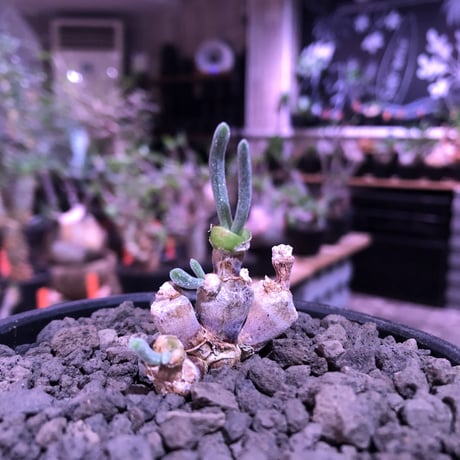 monilaria   moniliformis《S  size》※現地球発根済株※モニラリア属希少種　※冬型caudex‼︎   ※mad black bowl pot植え