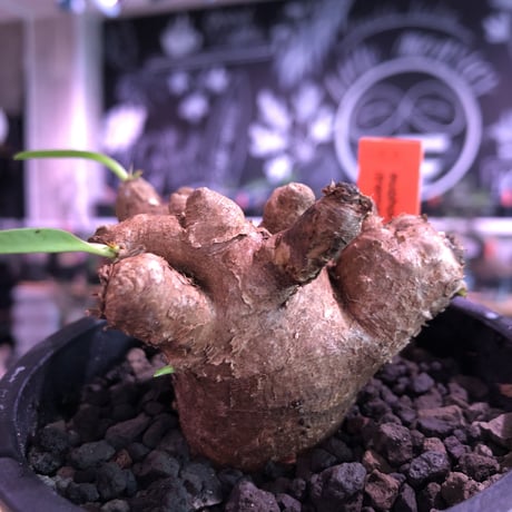 ユーフォルビアイトレメンシス | STORES