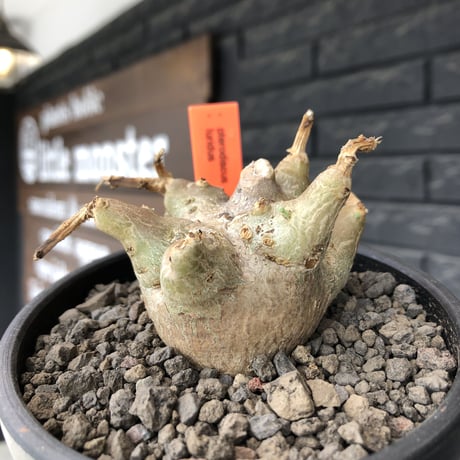 pterodiscus luridus 《M size》極低重心株※現地球発根後店主国内管理2年株※balance良く、丸々し極低重心株※mad  black bowl  pot植え