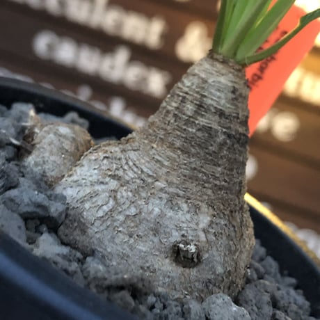euphorbia  fishbone《小さめ M size》※現地球株発根済※激希少‼︎今や流通少なきフィッシュボーン※mad black pot植え
