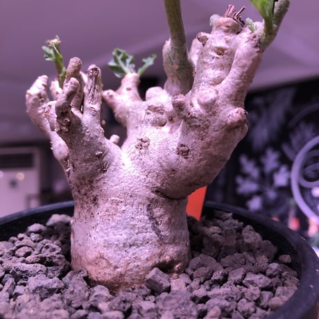 pterodiscus  luridus《M size》枝ぶり良きでっぷり白肌美株‼︎  ※mad  black  bowl  pot植え