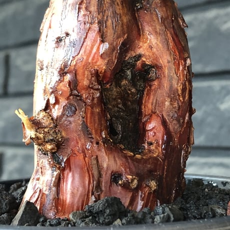mestoklema tuberosum《M size》※現地球発根後店主国内管理4年株※栗のようなツヤ深き綺麗肌&エグれ傷が堪らなく冬季も動く唯一無二な希少灌木※mad black pot植え