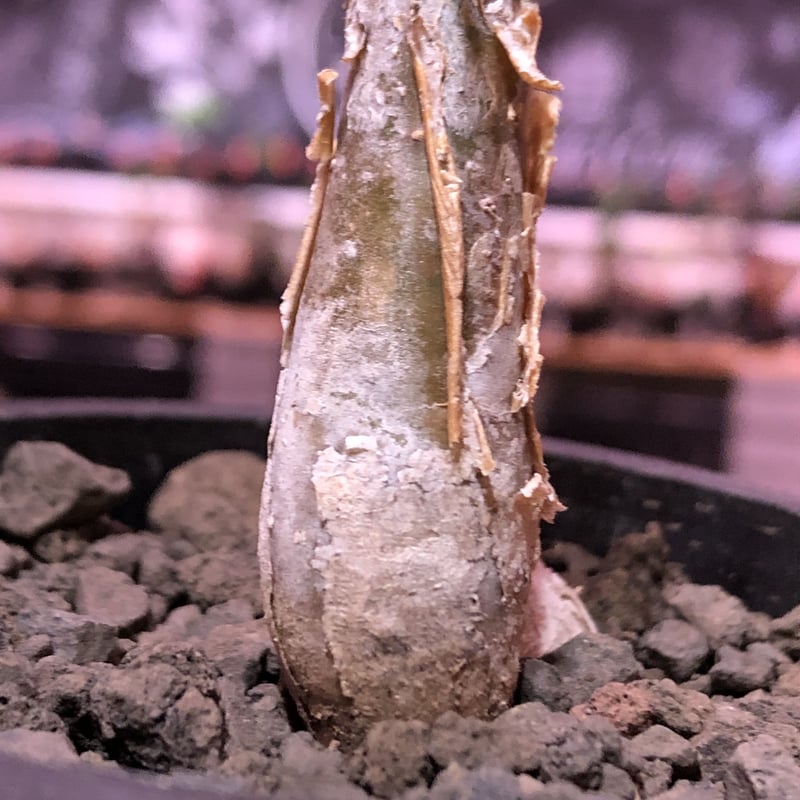 sesamothamnus rivae《大きめS size》※現地球発根済株※店主国内 sesamothamnus rivae《大きめS size》※現地球発根済株※店主国内