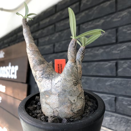 pachypodium gracilius《大きめS size》※ping-beige迷彩肌※現地球発根後店主国内管理3年株※特化したピンクベージュ肌が堪らない一株※mad black pot植え