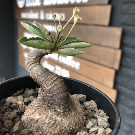 euphorbia   subapoda《S  size》特化した唸り& best balance株