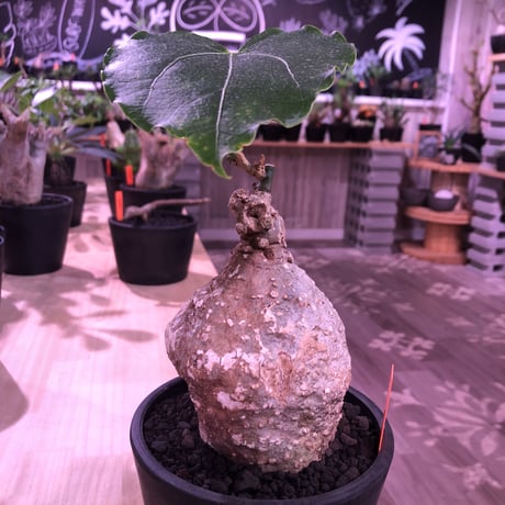 adenia   plastic《大きめM size》※大変肌質と表皮が木質化したvintage株‼︎ ※mad black pot植え　※希少