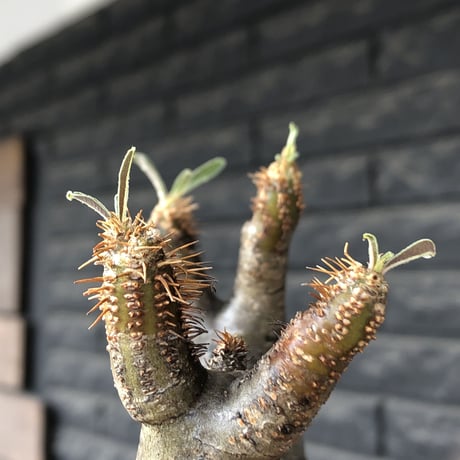 pachypodium gracilius《小さめM size》w-he'd株※現地球発根後店主国内管理4年株※丸みも強く愛くるしさ満点の良balance株※mad black pot植え