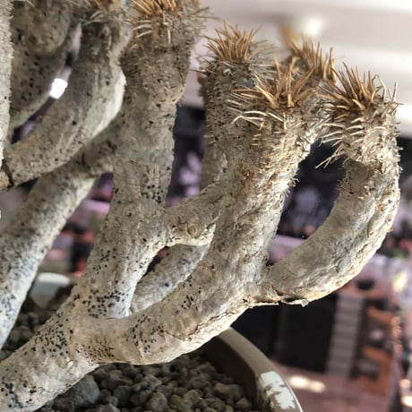 euphorbia guillauminiana《L size》極白肌株※現地球発根後店主国内管理6年株※堪らなく白蛇かの如く美しいギラウミ※mad brown marble bowl pot植え