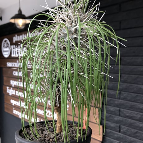 didierea  madagascariensis《大きめM size》※激希少株※シルバーの棘に覆われたイカした奴　※mad  black  pot植え