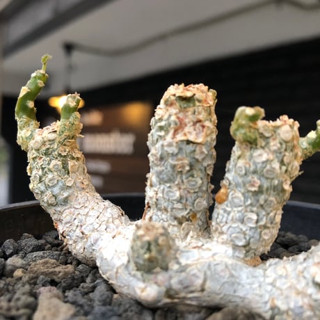 dorstenia  horwoodii《LL size》※現地球株発根済※古き良き味深い極白肌&低重心ぷっくり株元も堪らない渾身の一株‼︎※black bowl pot植え