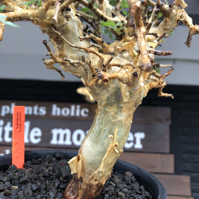 commiphora stocksiana《大きめL size》※現地球発根後店主国内管理1