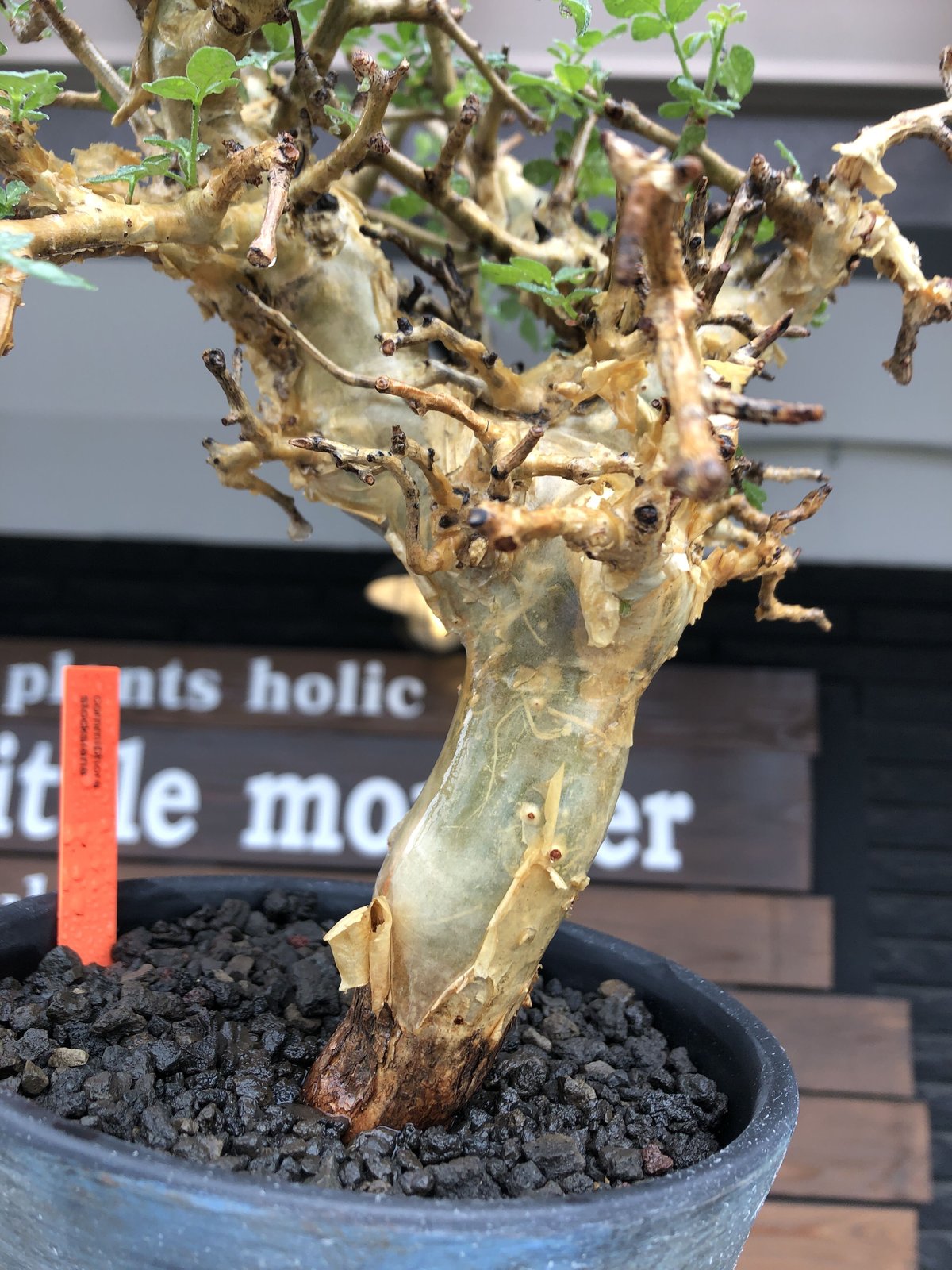 commiphora stocksiana《大きめL size》※現地球発根後店主国内 commiphora stocksiana《大きめL size》※現地球発根後店主国内