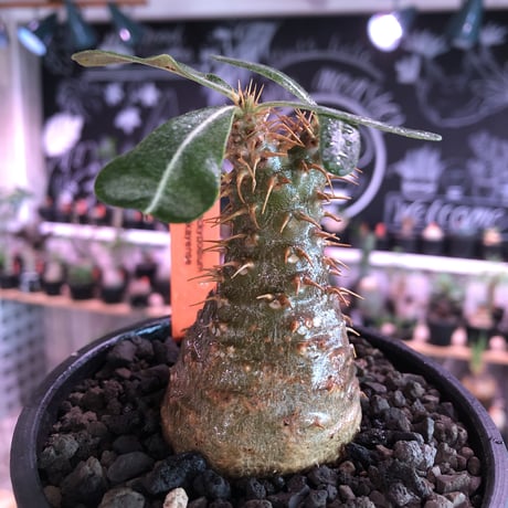 packypodium   makayense《S size》※現地球発根済株※マカイらしい透けたグリーン肌に赤棘の短枝ぼってり樹形‼︎ミニチュアwild株※mad black bowl pot植え