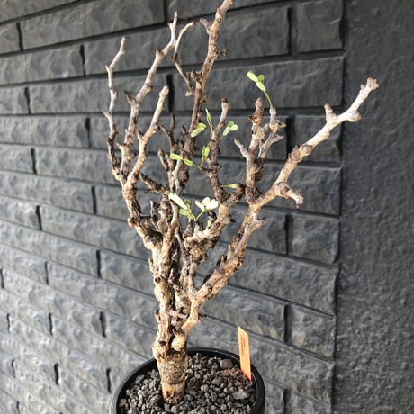senna  meridionalis《M size》※現地球発根済&剪定済み株‼︎※激おススメ株※個体差とし特に立体的なジリジリ&ボコボコ強きとびきり良き佇まい※mad black pot植え