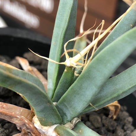 leuchtenbergia  principis 晃山《S size》※現地球株発根済※小振りながらも味深く強靭で育てやすい一属一種の有望株※black bowl pot植え