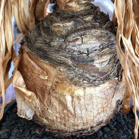boophane disticha  《L size》※現地球株発根済※驚愕‼︎バランス良き大株且つとびきり球体株※black bowl pot植え