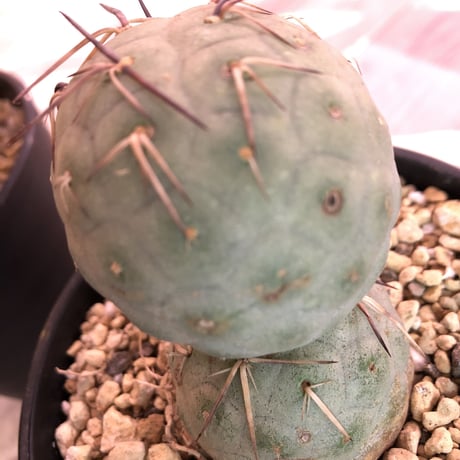 tephrocactus   geometricus《M size》