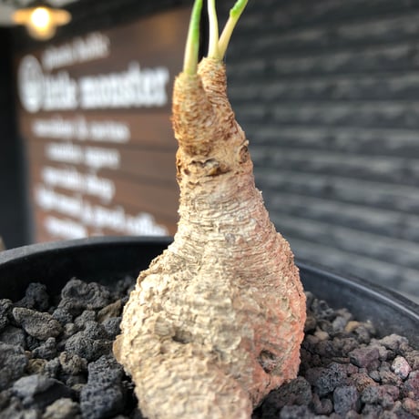 euphorbia fishbone《M size》※現地球株発根済※希少‼︎現地球株は極めて流通少なく愛くるしさと味深き白花も醍醐味※black pot植え