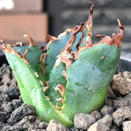 agave titanota  白鯨陽炎type《S size》※現地球株発根済 ⑤※唸り良き鋸歯に幅広肉厚タイプ※black pot植え