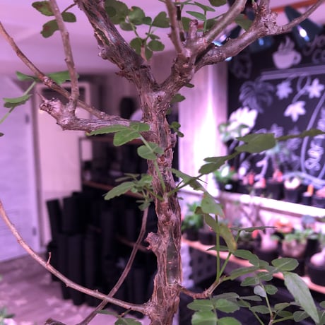 bursera  fagaroides《L  size》※現地球発根済※店主管理5年株※成熟しメクれ上がった表皮＆大変ぷっくりぼってり株元な作り込んだ一株※mad black pot植え