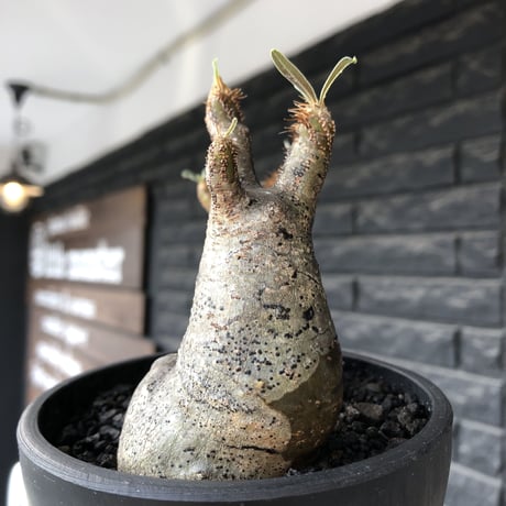 pachypodium gracilius《小さめM size》w-he'd株※現地球発根後店主国内管理4年株※丸みも強く愛くるしさ満点の良balance株※mad black pot植え