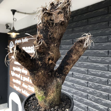 xerophyta trichophylla《S size》※現地球発根後店主国内管理2年株※驚愕強靭株※大きめwild出立ちな一株※mad black pot植え