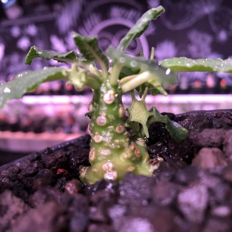 dorstenia   lavrani《S size》※成長遅い分小柄でも株元から分岐した良き樹形な希少ラブラニー‼︎※mad  black  bowl pot植え