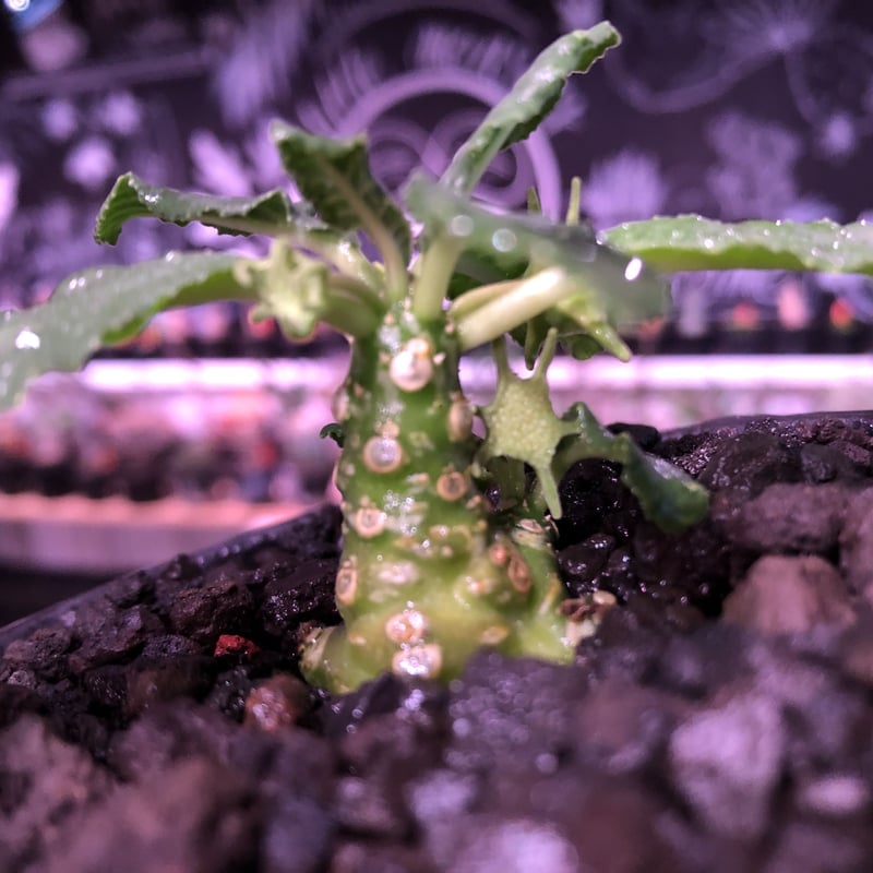 dorstenia lavrani《S size》※成長遅い分小柄でも株元から分岐 dorstenia lavrani《S size》※成長遅い分小柄でも株元から分岐