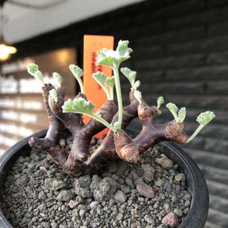 pelargonium  mirabile《大きめS size》※現地球店主国内管理4年株※愛おしく堪らない冬型の人気者‼︎weight低く良枝振り※mad black pot植え