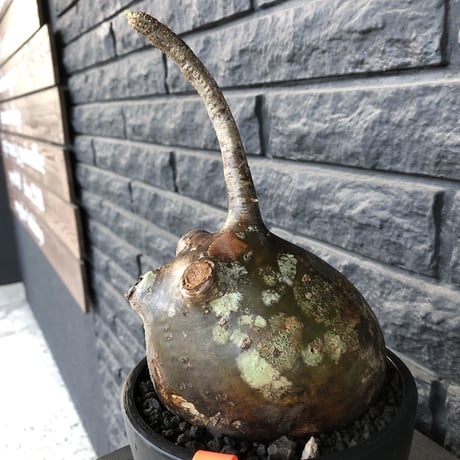 pachypodium  gracilius《L size》迷彩肌※現地球発根済株※迷彩柄に枝折れが故に提灯あんこう見たく堪らぬかわいさ‼︎ぼってり樹形選抜株※mad black bowl pot植え