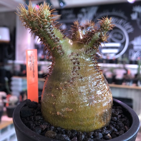pachypodium  gracilius《小さめM size》※現地球発根済株※店主国内管理3年株※希少green &赤肌のアシンメトリーカラーなwild株‼︎※mad black pot植え