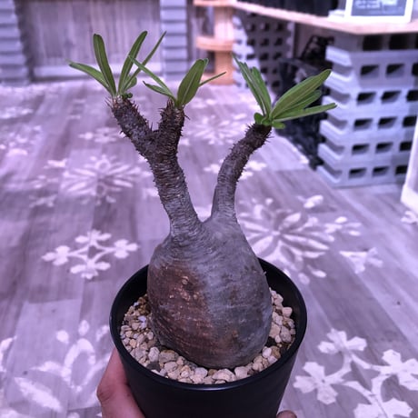packypodium  gracilius《M size》※現地球株  発根済み株‼︎  （限定10株）