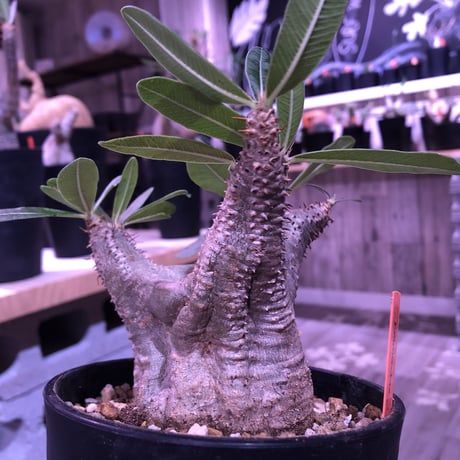 packypodium    cactipes《M size》発根済み株‼︎