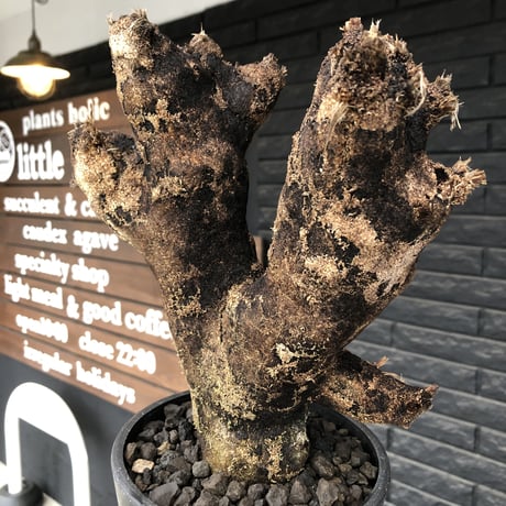 xerophyta  trichophylla《S size》※現地球発根済株※驚愕強靭株※幹太め&限りなくweightはlow‼︎これでもかわいい小振りサイズ※mad black pot植え