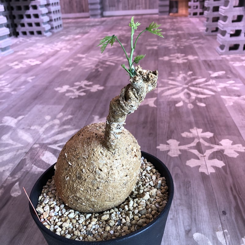adenia perrieri《L L size》店主の力作 VOL② | plants h adenia perrieri《L L size》店主の力作 VOL② | plants h