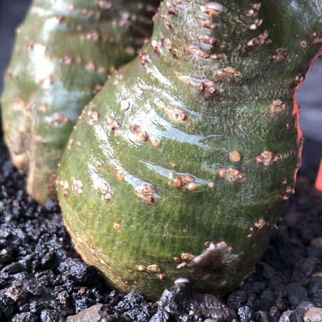 pachypodium gracilius《M size》希少green肌&W-he'd株※現地球発根後店主国内管理2年株※強いgreen肌とぼってり株元な選抜株※mad black pot植え