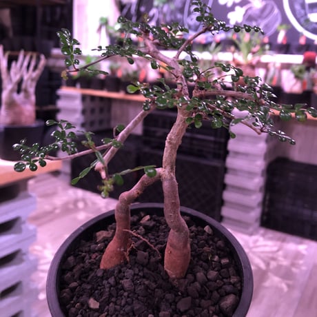 opercullicarya   decaryi  littmon  seed🌱  《3年株》※成長早く例年変化を感じながら育てられるしっかり作り込んだ良株※mad  black  pot植え