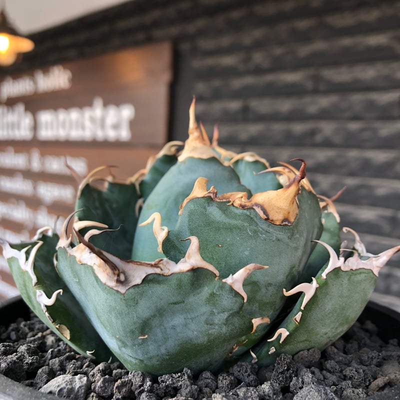アガベ　白鯨　強棘 agave titanota 白鯨強棘陽炎bowl type《L size》※現地球株発根済