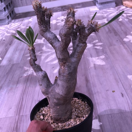 packypodium   enigmaticum《L size》※単頭株  発根済み株   標準肌