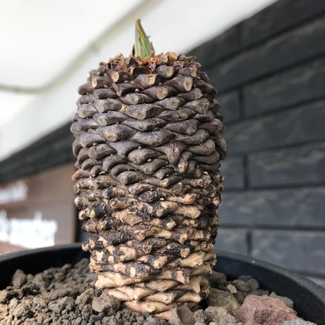 euphorbia bupleurifolia《小さめL size 》※現地球発根後店主国内管理5年株※可愛さカッコよさの二面性＆下部木質化の味深き一株※mad black pot植え