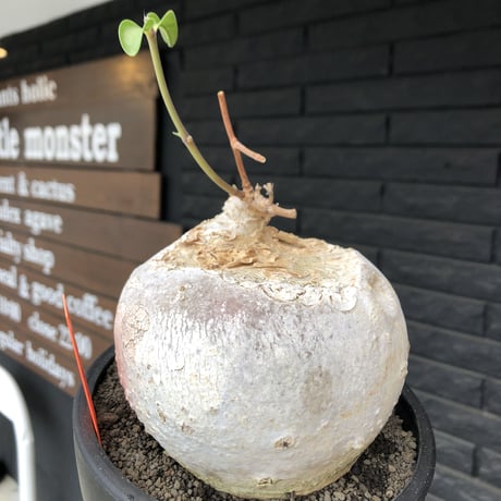 raphionacme procumbens《L size》激希少種‼︎極白球大株※現地球発根後店主国内管理5年株※希少性激高‼︎まん丸球体&極白肌&エグれが堪らない※black bowl pot植え