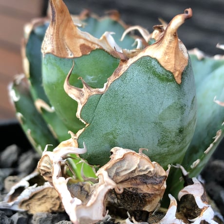 agave titanota  白鯨陽炎type《M size》※現地球株発根済※ウネウネ強き鋸歯に幅広肉厚タイプ※black pot植え