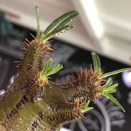 pachypodium gracilius《大きめS size》希少‼︎green肌※現地球発根済株※店主国内管理2年株※株元ぼってり且つbalance枝振り良き一株※mad black pot植え