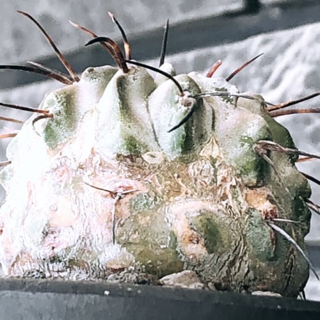 copiapoa cinerea ver.dealbata《M size》※現地球発根後店主国内管理8年株※上質黒士冠‼︎長い黒棘にwild肌質が堪らない※mad black bowl pot植え