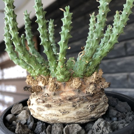 euphorbia gorgonis《XL size》big株※現地球発根後店主国内管理3年株※人気🐙タコもの‼︎美多肉質葉&木質wild塊根の二面性が魅力※mad  black  pot植え