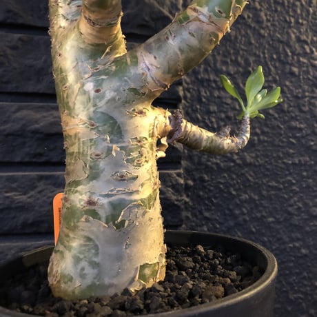 tylecodon  paniculatus《L L size》店主国内管理9年株※かなり立派なパニク‼︎大変威勢よく動き始めてます‼︎※希少size‼︎